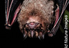 Artibeus obscurus
